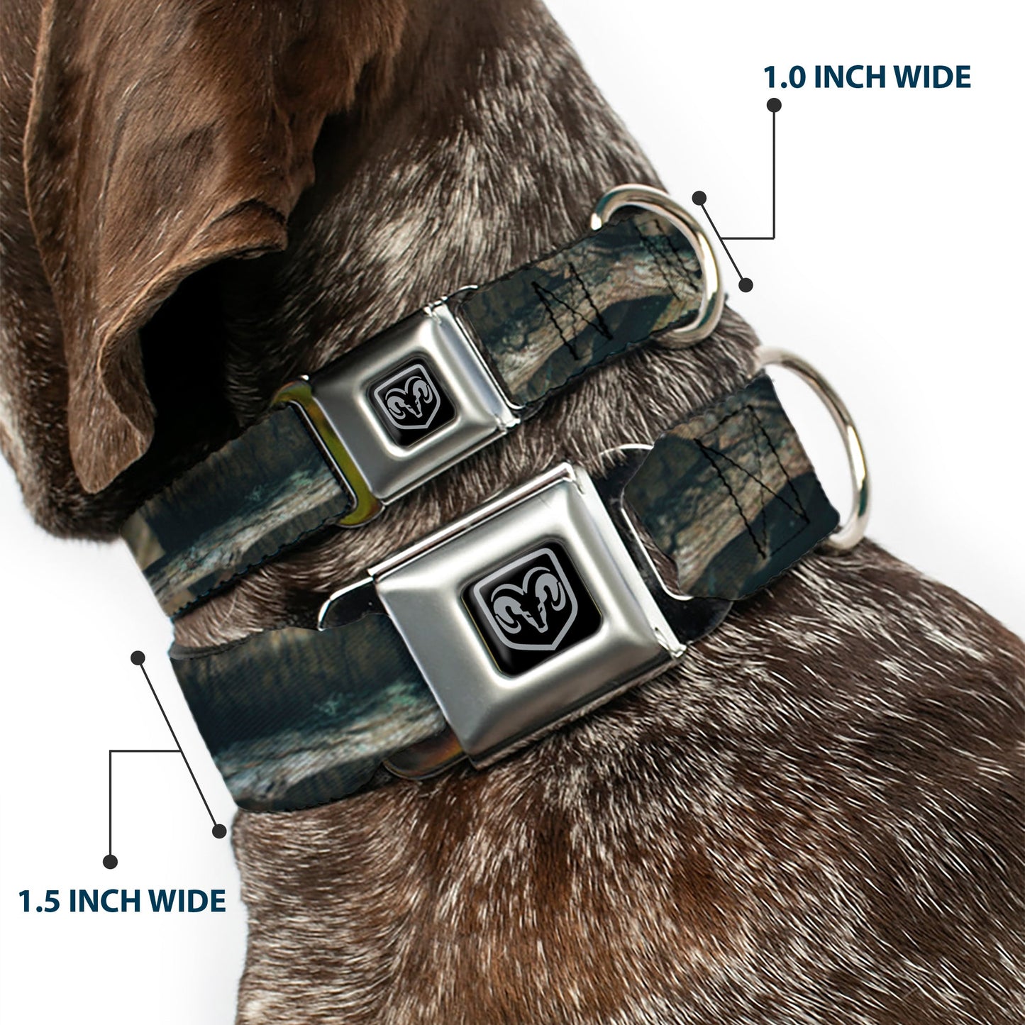 Ram Black/Silver Seatbelt Buckle Collar - Mossy Oak Break-Up Infinity