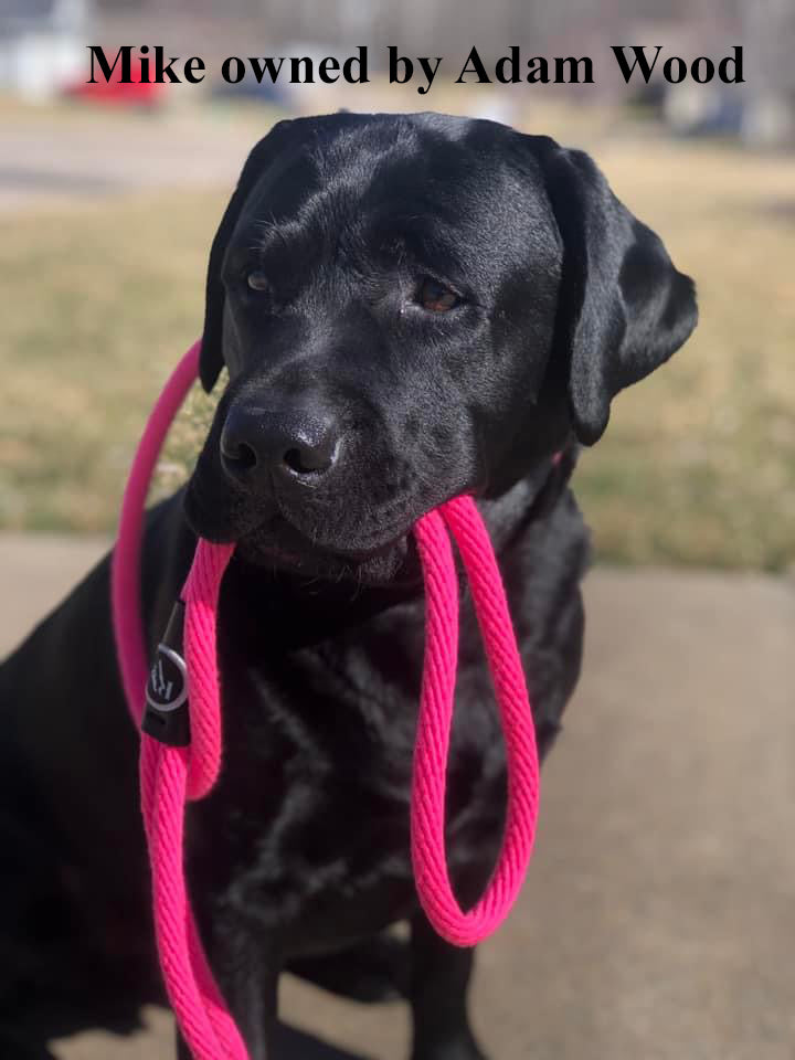 RetrieverWorx pink British slip lead for retriever training