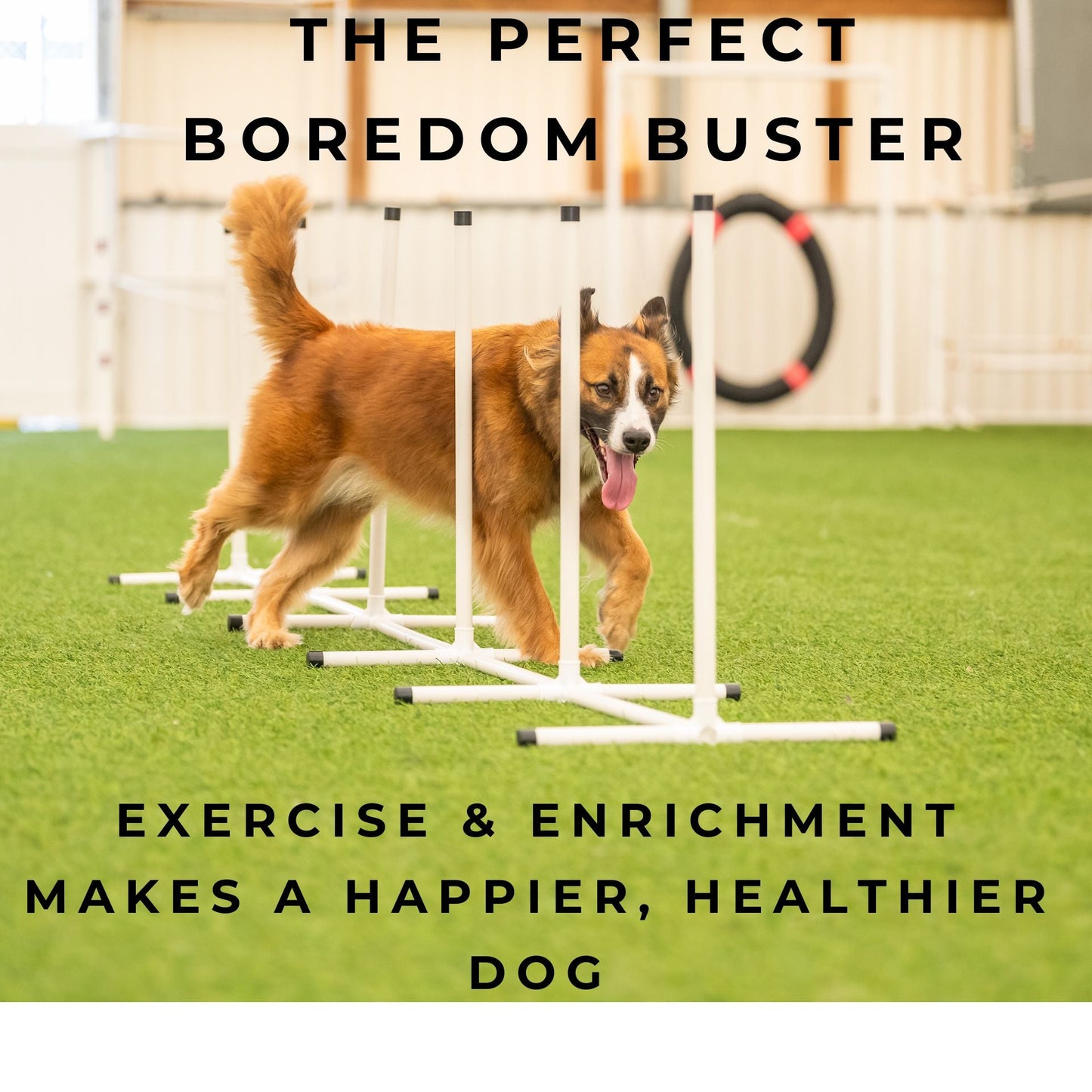 Retrieverworx Better Sporting Dogs Agility Equipment Set (7 Piece)