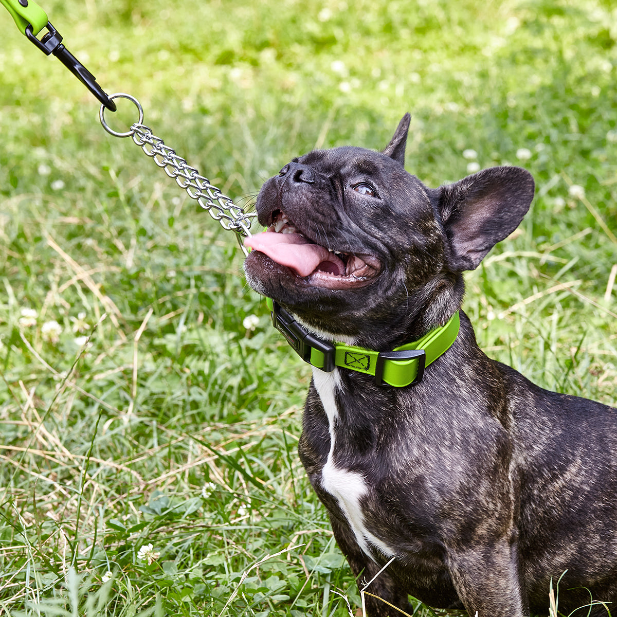 Martingale Collar with Quick Release Buckle