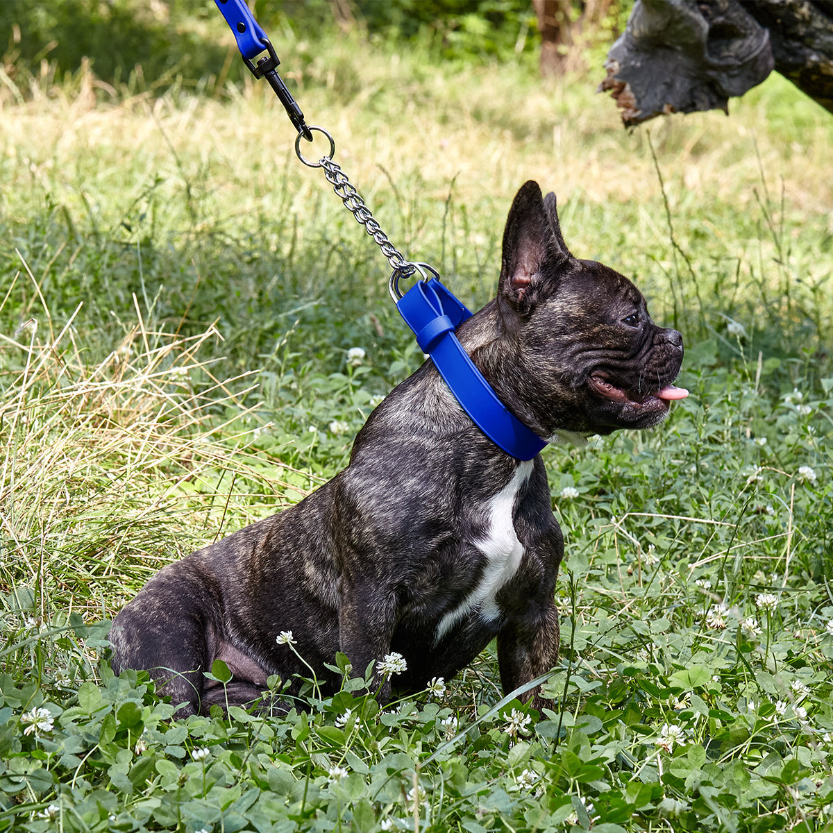 Martingale Collar with Quick Release Buckle Blue