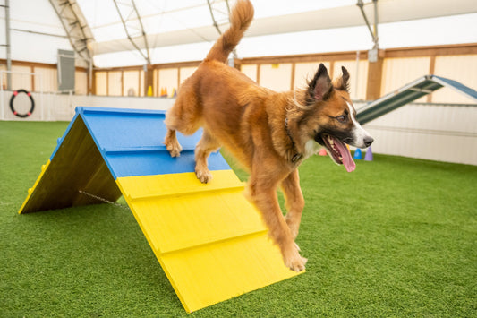 Retrieverworx Better Sporting Dogs Dog Agility A-Frame – Arrives Fully Assembled