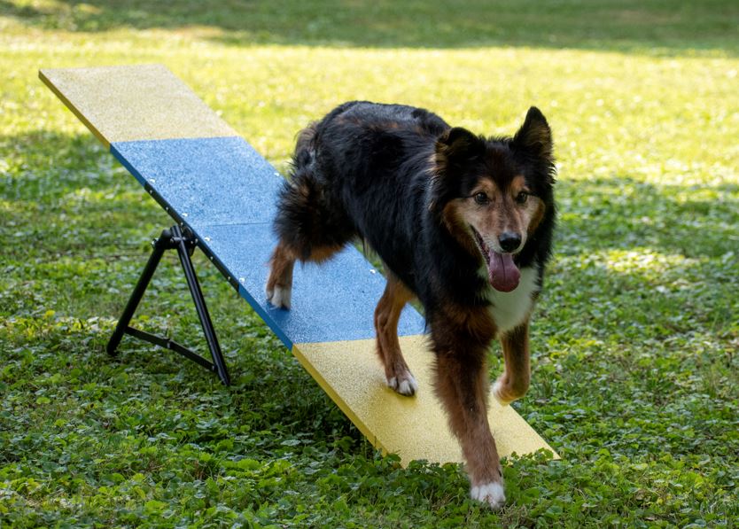 Retrieverworx Better Sporting Dogs Practice See Saw – Fully Assembled Practice Teeter for Dog Agility Training