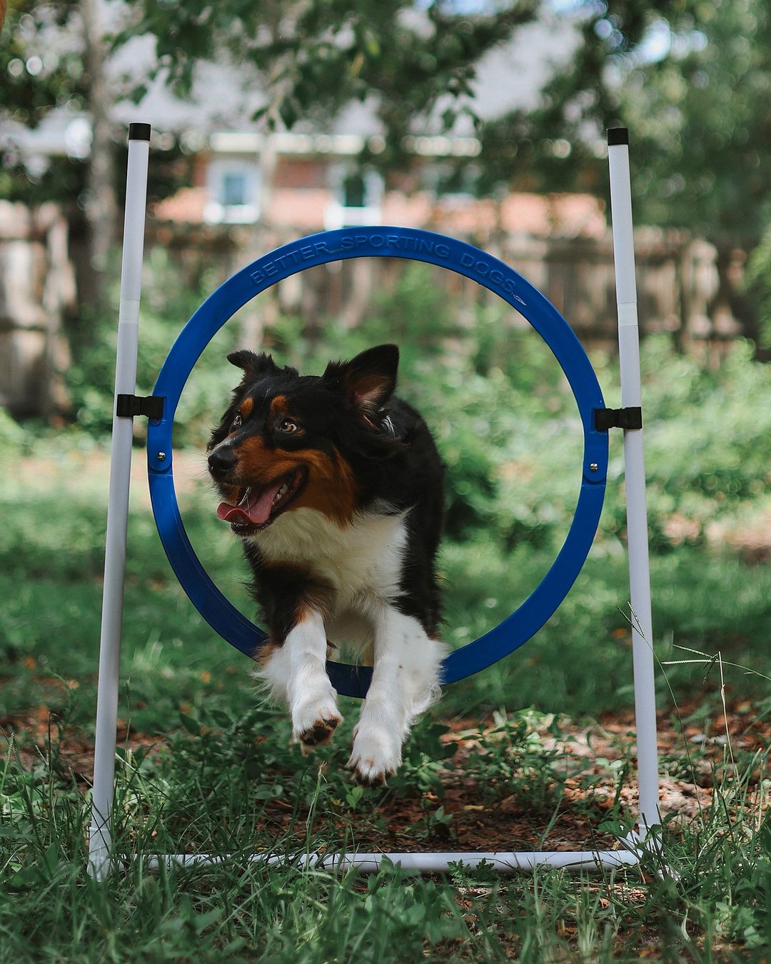 Dog Agility Tire jump