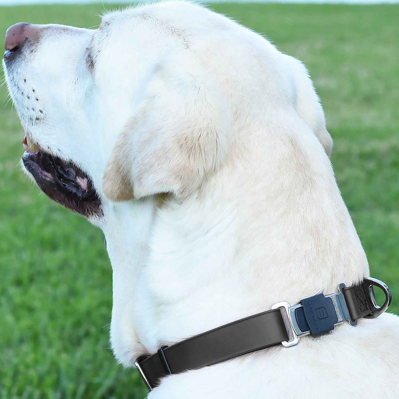 Herm Springer Click Lock