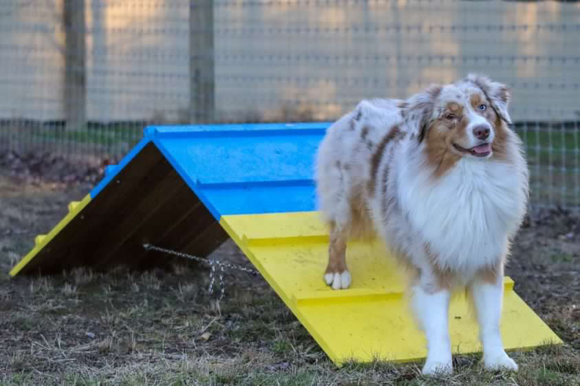 Retrieverworx Better Sporting Dogs Dog Agility A-Frame – Arrives Fully Assembled