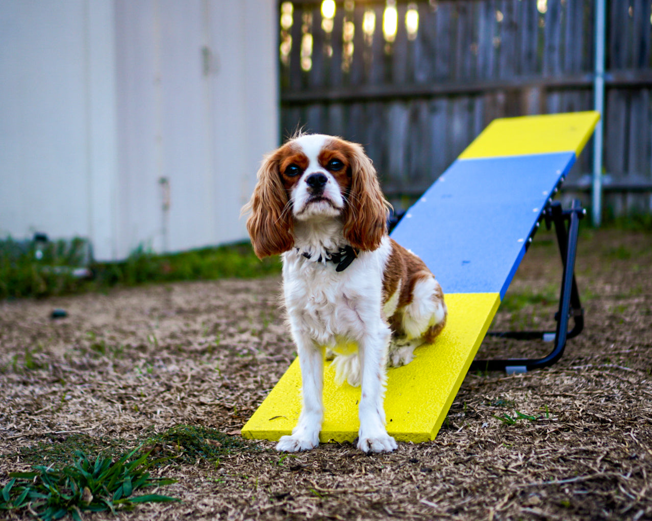 Retrieverworx Better Sporting Dogs Practice See Saw – Fully Assembled Practice Teeter for Dog Agility Training