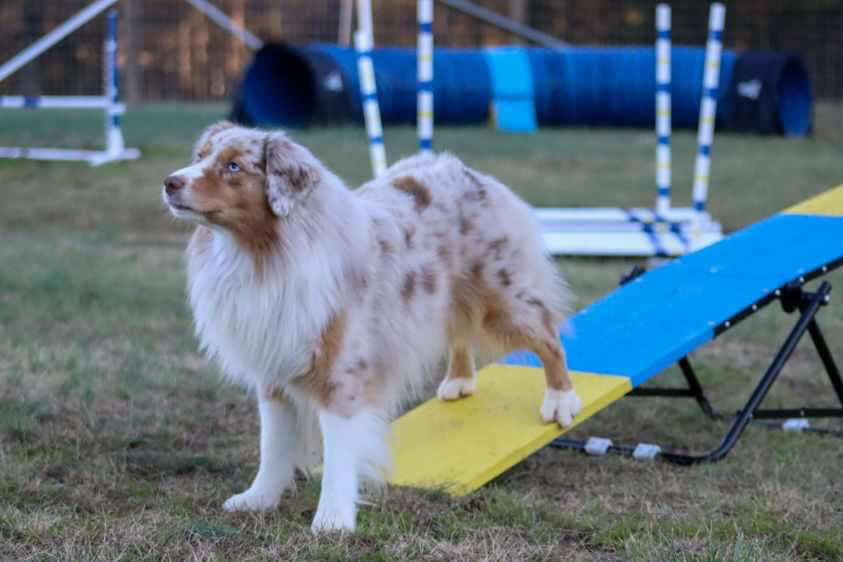 Retrieverworx Better Sporting Dogs Practice See Saw – Fully Assembled Practice Teeter for Dog Agility Training