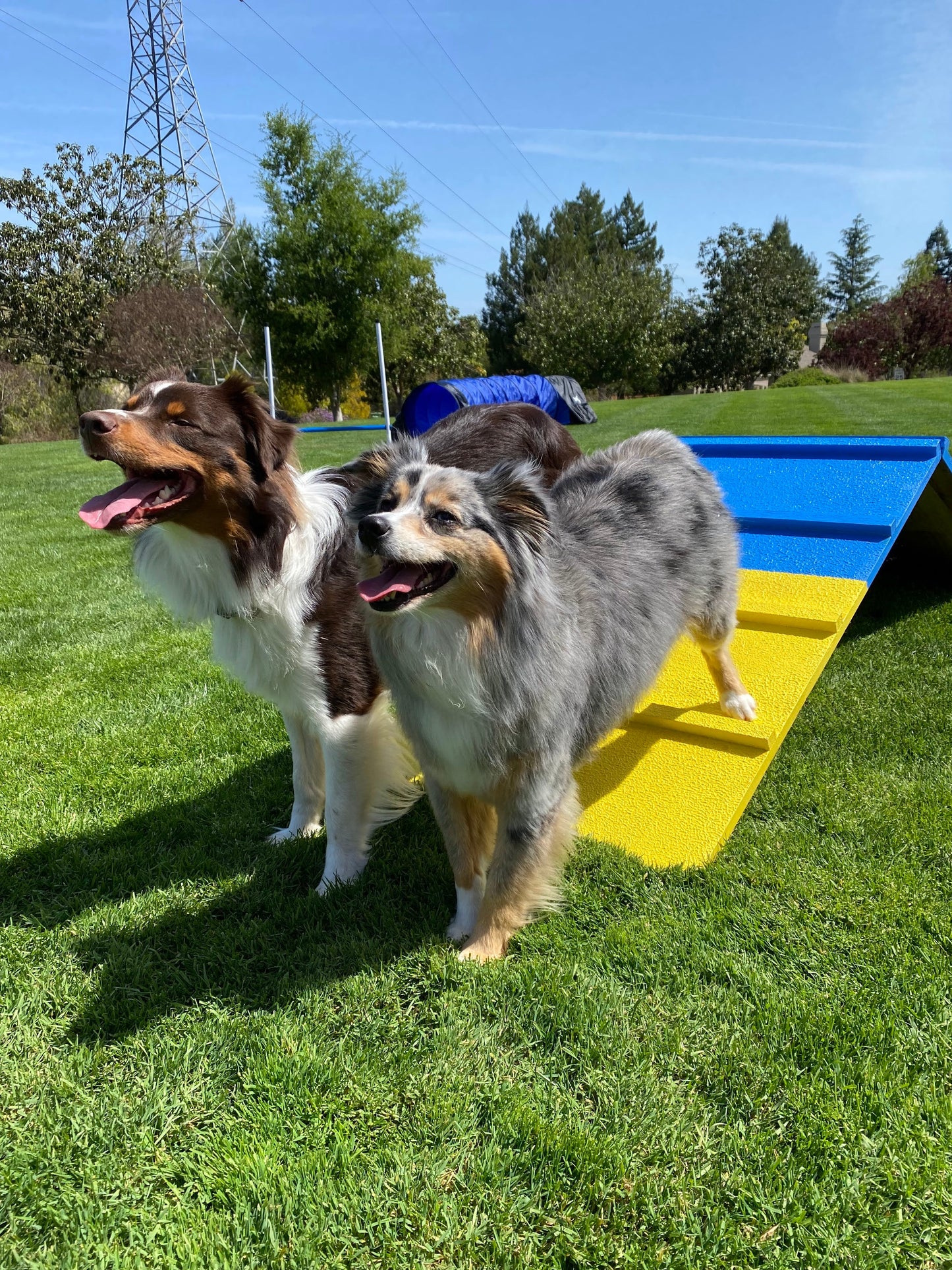 Retrieverworx Better Sporting Dogs Dog Agility A-Frame – Arrives Fully Assembled