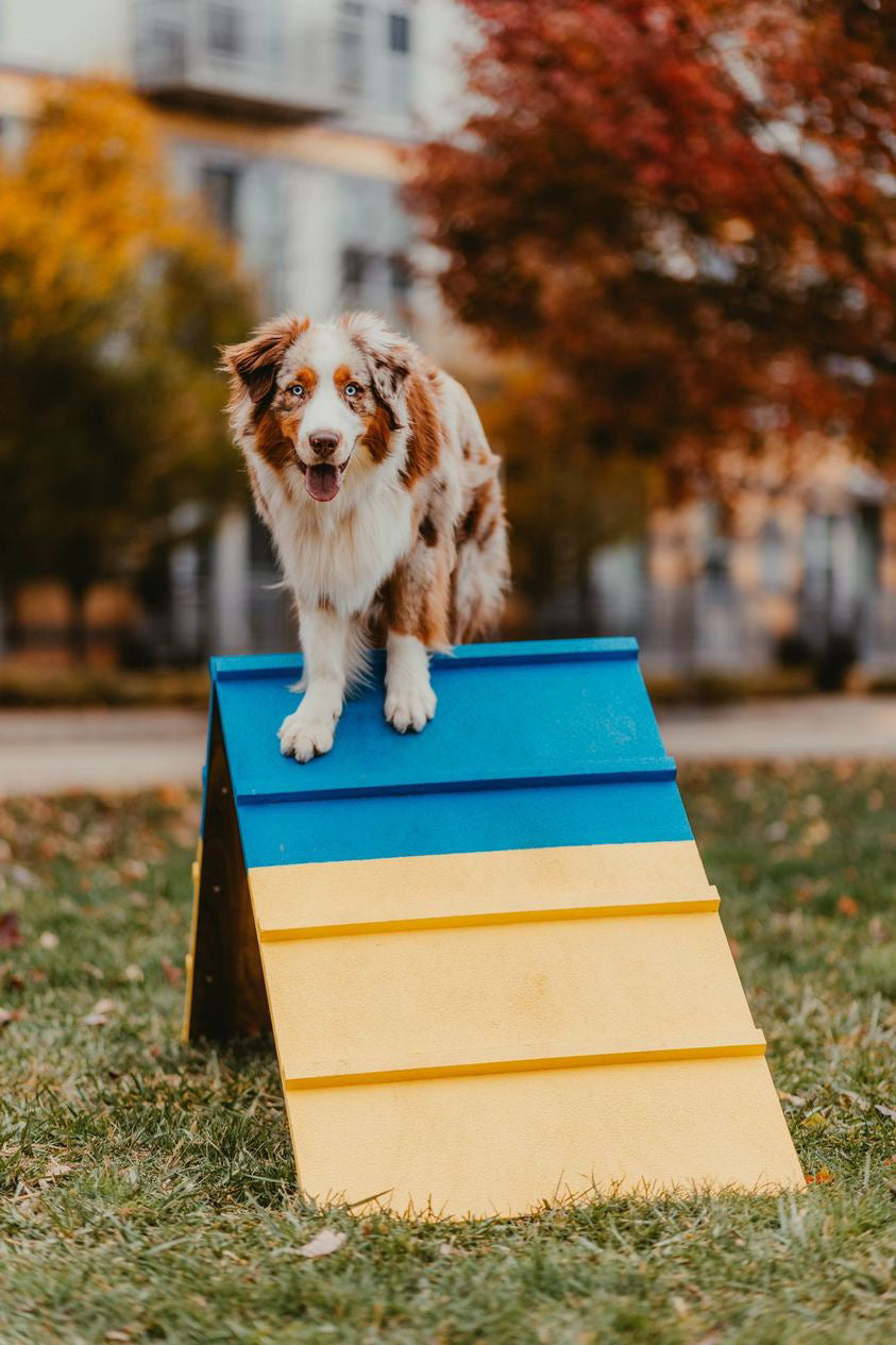 Retrieverworx Better Sporting Dogs Dog Agility A-Frame – Arrives Fully Assembled