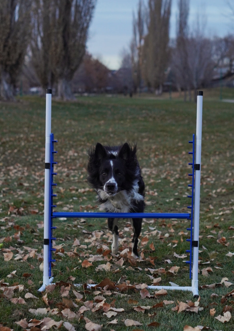 Retrieverworx Better Sporting Dogs Adjustable Dog Agility Bar Jumps