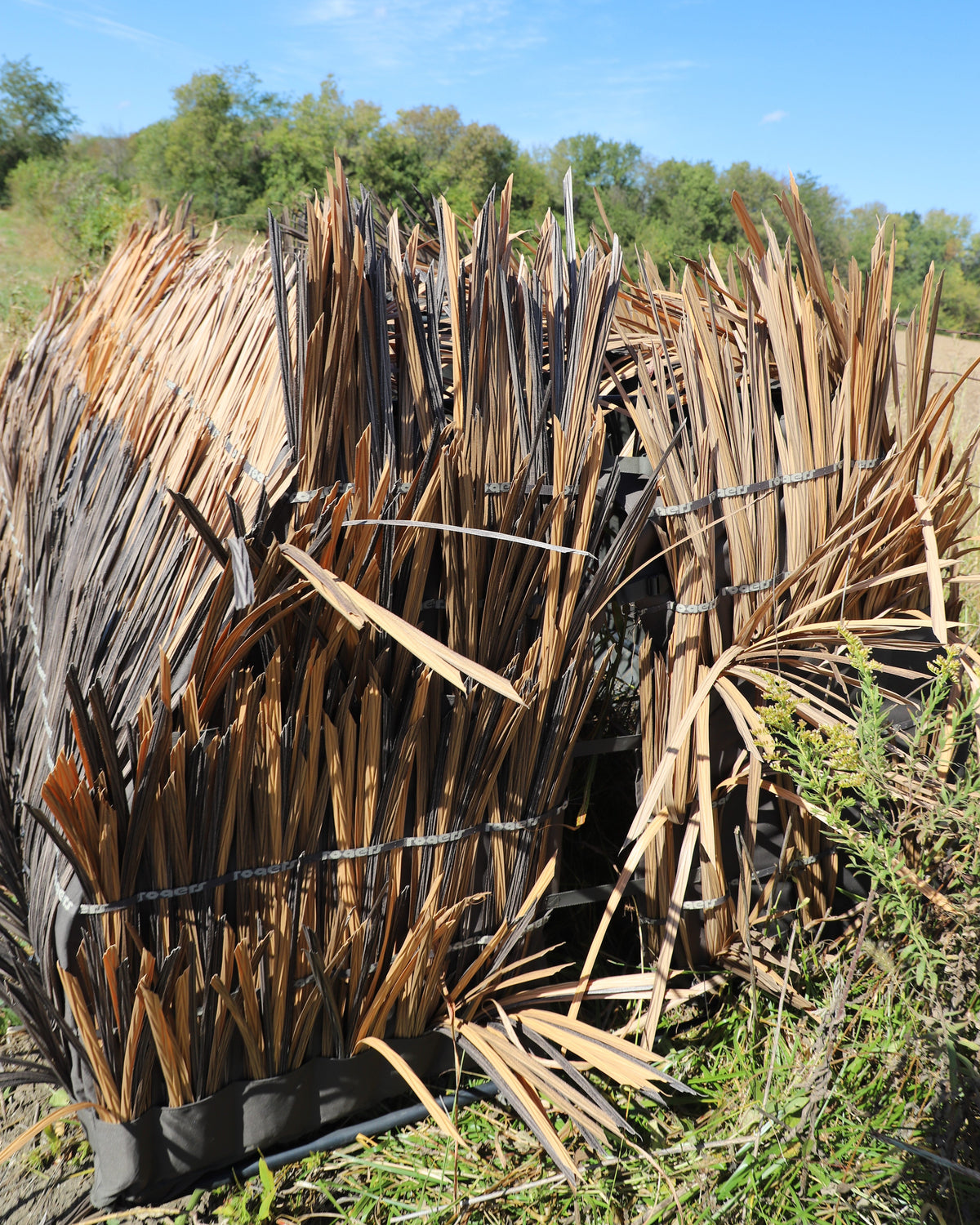 Last Grass