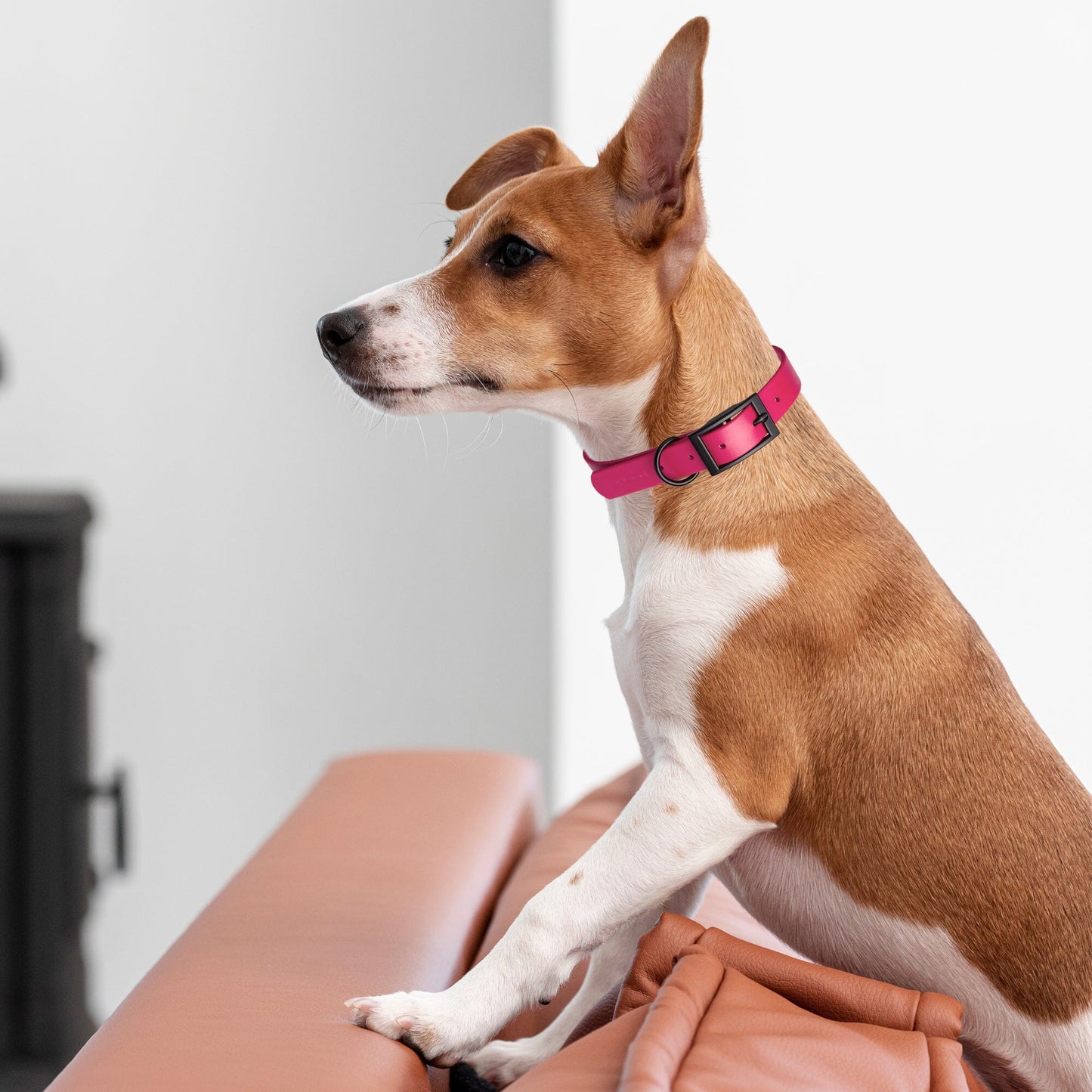 Dogline Biothane Waterproof Dog Collar with Black Hardware - Size S (12 to 15 inches)