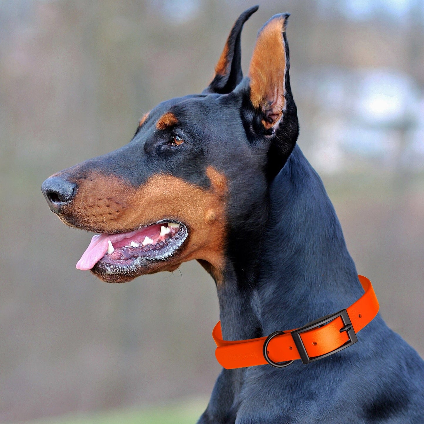 BioThane Waterproof Dog Collar - XS: L 9"-12" x W 1/2" - Black OR Brass Hardware
