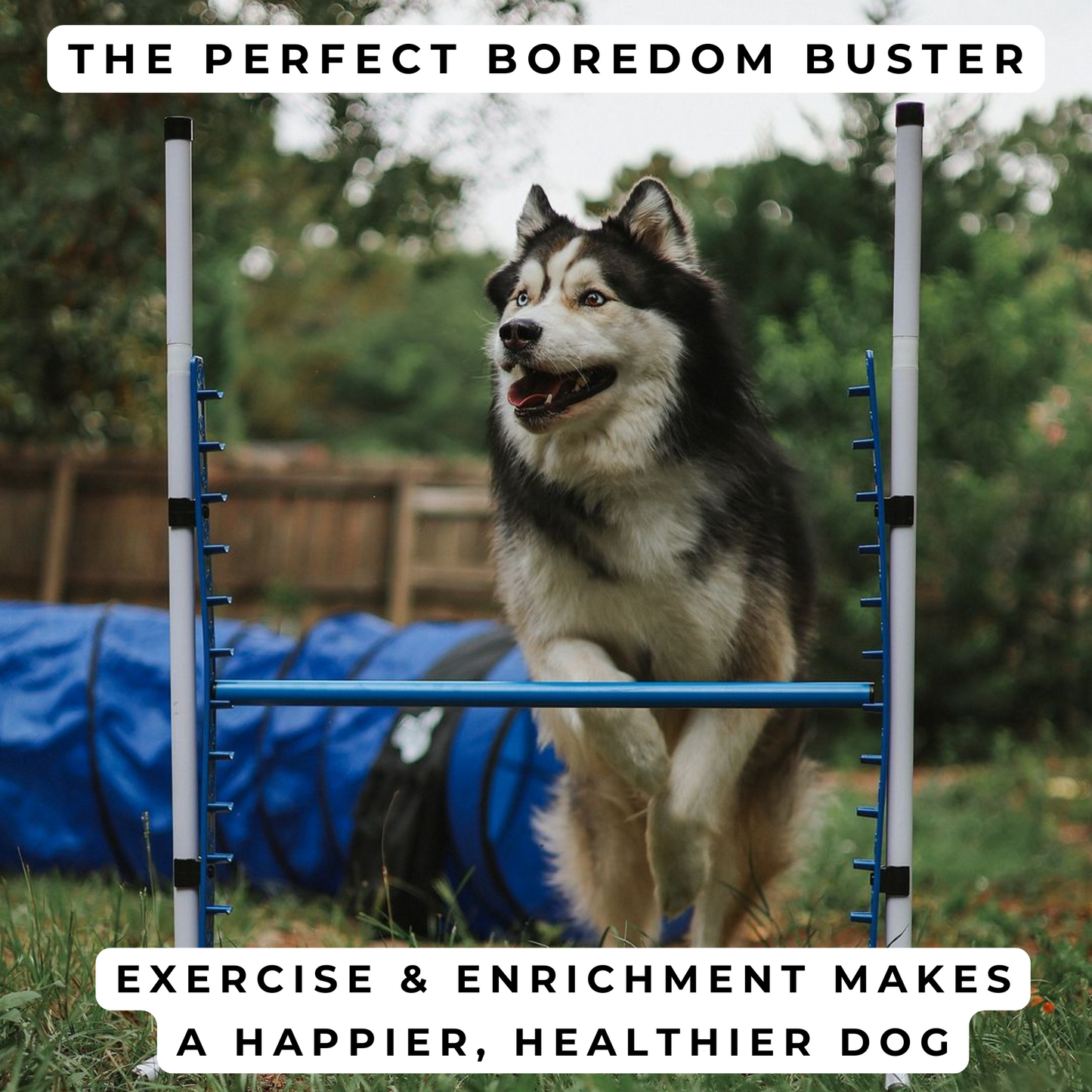 Retrieverworx Better Sporting Dogs Adjustable Dog Agility Bar Jumps & Tire Jumps