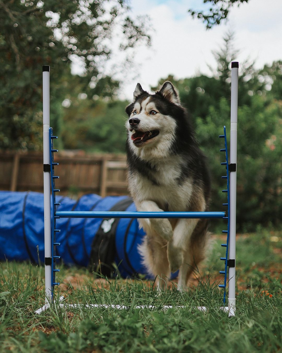 Retrieverworx Better Sporting Dogs Adjustable Dog Agility Bar Jumps